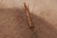 Calybites phasianipennella