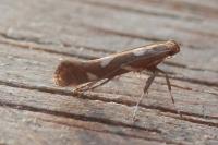 Calybites phasianipennella