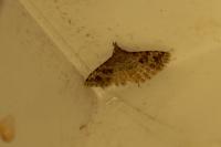 Alucita hexadactyla