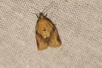 Clepsis consimilana