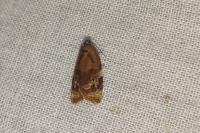 Ditula angustiorana