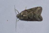 Cnephasia