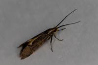 Esperia sulphurella