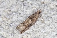Crocidosema plebejana