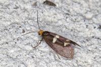 Incurvaria masculella
