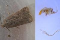 Bryotropha terrella