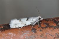 Epinotia bilunana
