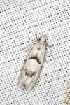 Epinotia bilunana