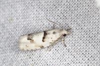 Epinotia bilunana