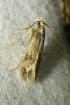 Borkhausenia nefrax