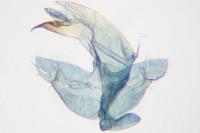 Borkhausenia nefrax