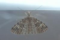 Alucita hexadactyla