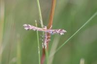 Amblyptilia acanthadactyla