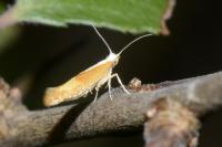 Argyresthia albistria
