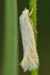 Elachista