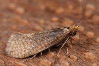 Nematopogon adansoniella