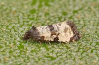 Cochylichroa atricapitana