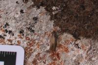 Nematopogon adansoniella