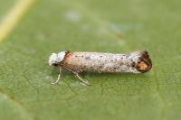 Pseudoswammerdamia combinella