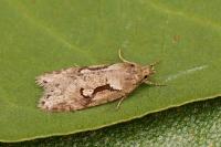 Semioscopis steinkellneriana