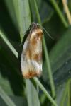 Eulia ministrana
