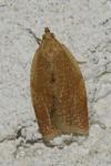 Clepsis consimilana