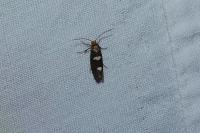 Incurvaria masculella
