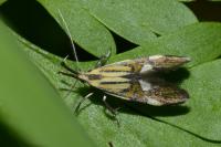 Alabonia geoffrella