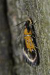 Schiffermuelleria schaefferella