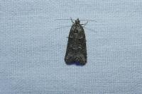 Cnephasia