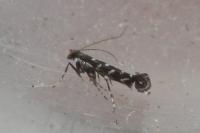 Parectopa ononidis