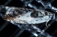 Ancylis laetana
