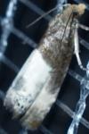 Notocelia cynosbatella
