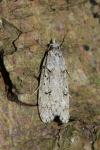 Diurnea fagella