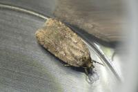 Agonopterix