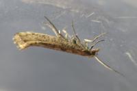 Plutella xylostella