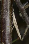 Ypsolopha mucronella
