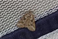 Cnephasia
