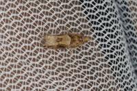 Crocidosema plebejana