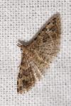 Alucita hexadactyla