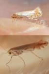 Phyllonorycter quercifoliella
