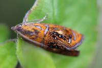 Olethreutes arcuella