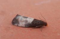 Notocelia cynosbatella