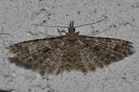Alucita hexadactyla