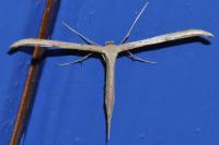 Emmelina monodactyla