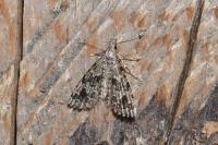 Alucita hexadactyla