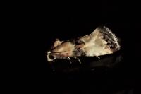 Eupoecilia angustana