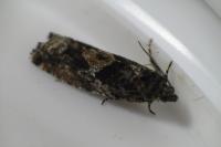 Epinotia immundana