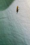 Caloptilia