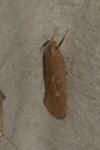 Helcystogramma triannulella